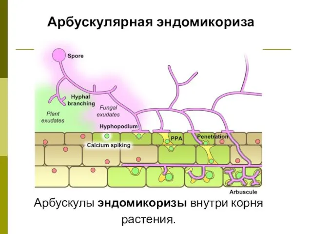 Арбускулярная эндомикориза Арбускулы эндомикоризы внутри корня растения.