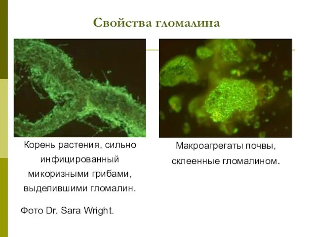 Свойства гломалина Корень растения, сильно инфицированный микоризными грибами, выделившими гломалин. Mакроагрегаты