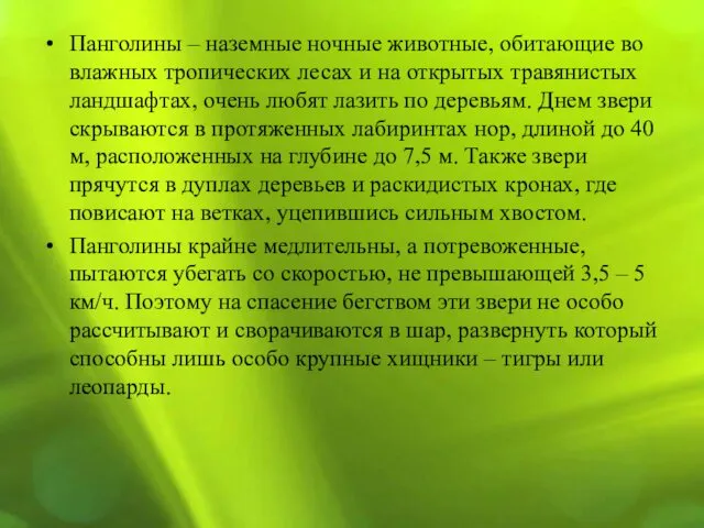 Панголины – наземные ночные животные, обитающие во влажных тропических лесах и