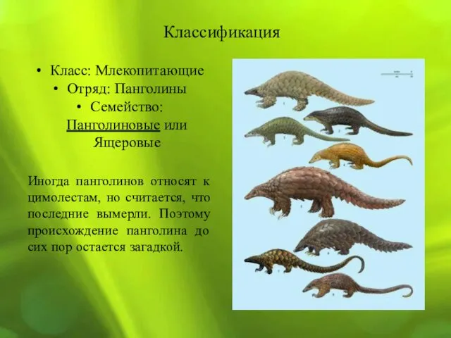 Классификация Класс: Млекопитающие Отряд: Панголины Семейство: Панголиновые или Ящеровые Иногда панголинов