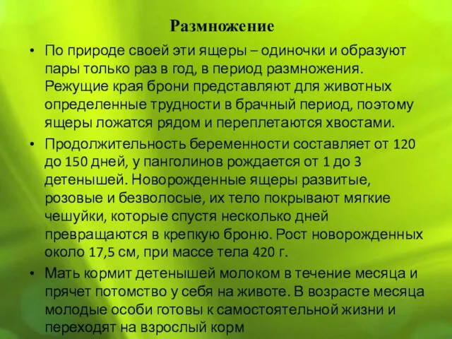 По природе своей эти ящеры – одиночки и образуют пары только