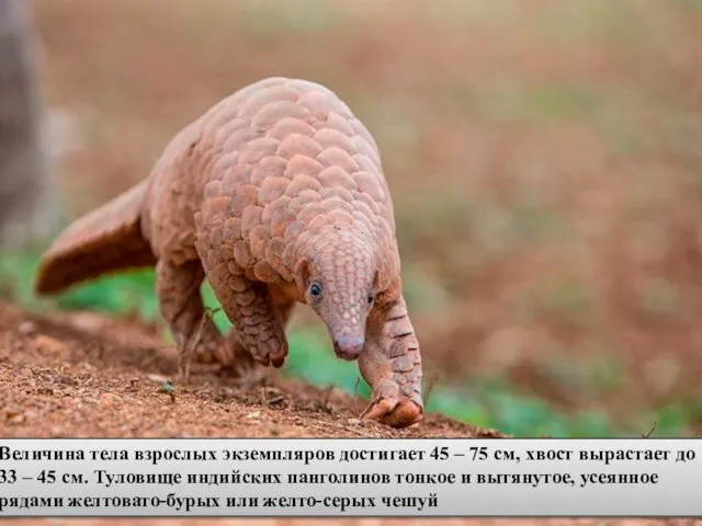 Индийский ящер (Manis crassicaudata) Обитают во влажных лесах, на равнинах и