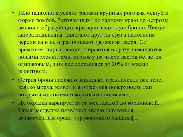 Тело панголина усеяно рядами крупных роговых чешуй в форме ромбов, "заточенных"