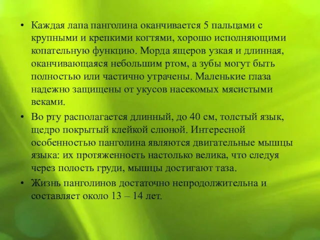 Каждая лапа панголина оканчивается 5 пальцами с крупными и крепкими когтями,