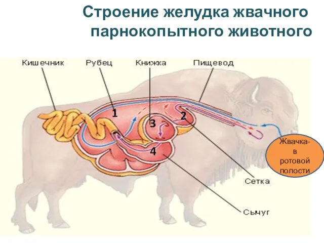 Строение желудка жвачного парнокопытного животного 1 2 3 4 Жвачка- в ротовой полости