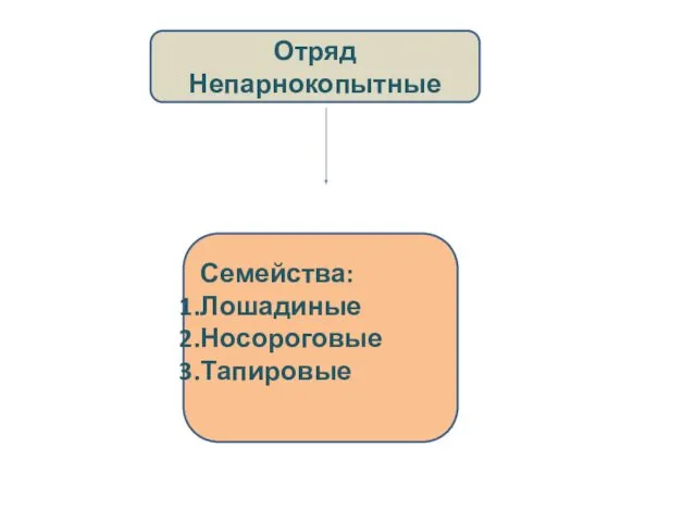 Семейства: Лошадиные Носороговые Тапировые Отряд Непарнокопытные