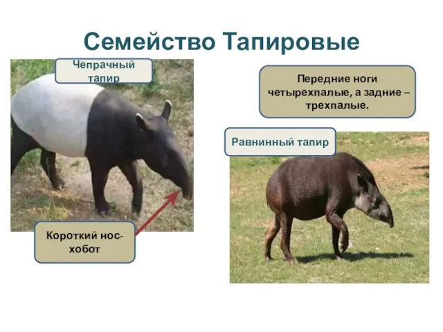 Семейство Тапировые Чепрачный тапир Короткий нос- хобот Передние ноги четырехпалые, а задние – трехпалые.