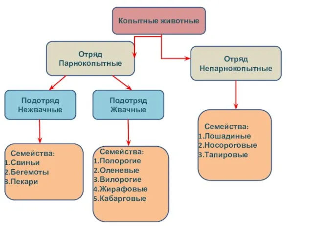 Отряд Парнокопытные Подотряд Нежвачные Подотряд Жвачные Семейства: Лошадиные Носороговые Тапировые Семейства: