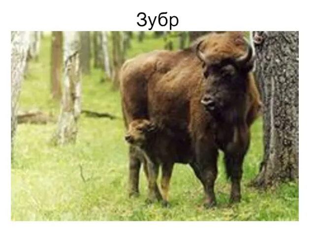 Зубр