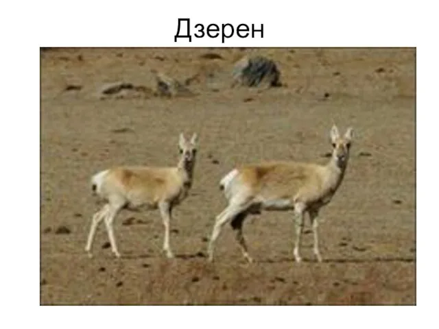 Дзерен