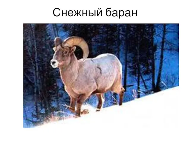 Снежный баран