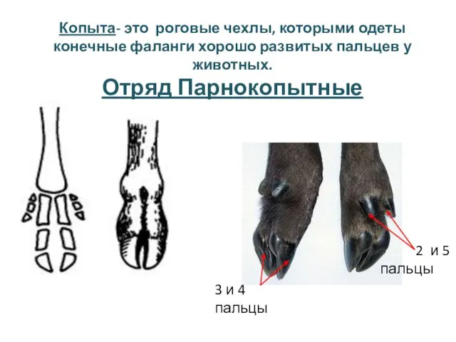 Копыта- это роговые чехлы, которыми одеты конечные фаланги хорошо развитых пальцев у животных. Отряд Парнокопытные