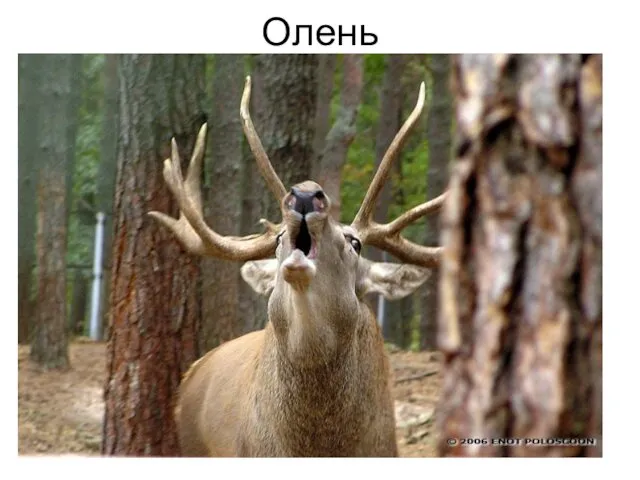 Олень