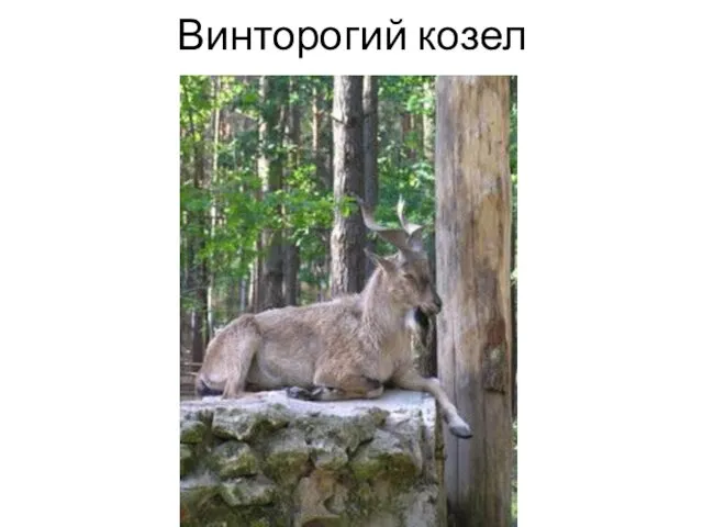 Винторогий козел