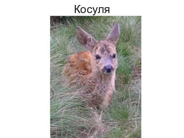 Косуля