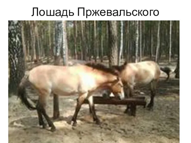 Лошадь Пржевальского