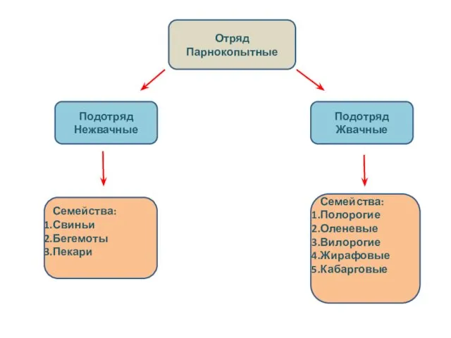 Отряд Парнокопытные Подотряд Нежвачные Подотряд Жвачные Семейства: Полорогие Оленевые Вилорогие Жирафовые Кабарговые Семейства: Свиньи Бегемоты Пекари