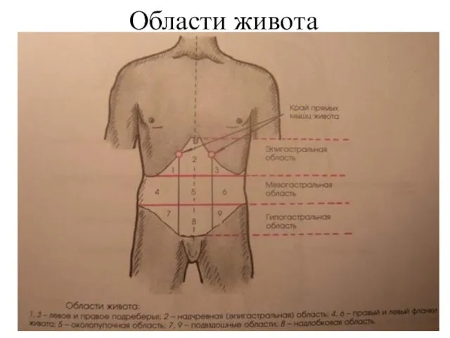 Области живота