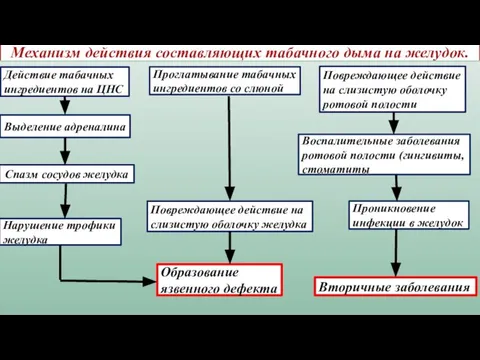 Механизм действия составляющих табачного дыма на желудок. Действие табачных ингредиентов на