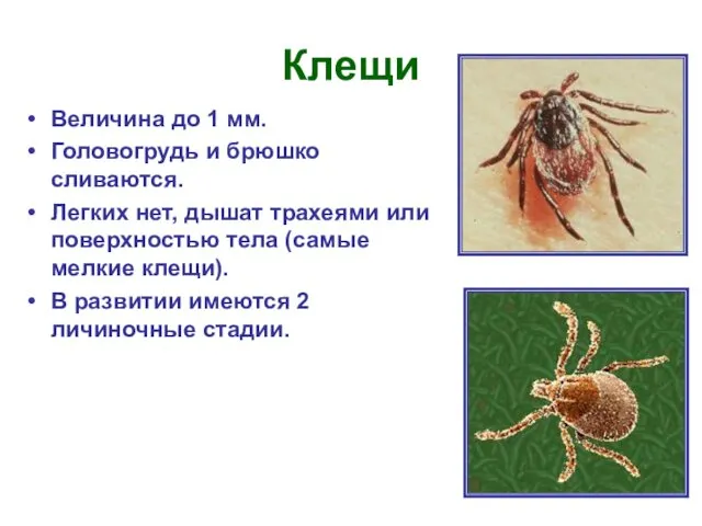 Клещи Величина до 1 мм. Головогрудь и брюшко сливаются. Легких нет,