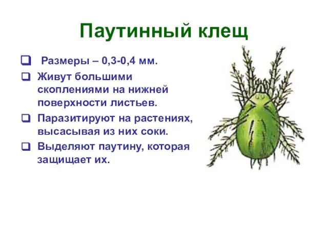 Паутинный клещ Размеры – 0,3-0,4 мм. Живут большими скоплениями на нижней