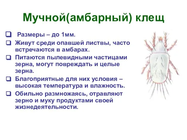 Мучной(амбарный) клещ Размеры – до 1мм. Живут среди опавшей листвы, часто