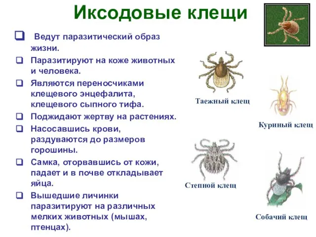 Иксодовые клещи Ведут паразитический образ жизни. Паразитируют на коже животных и