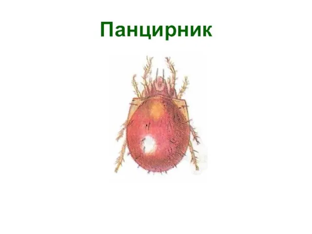 Панцирник