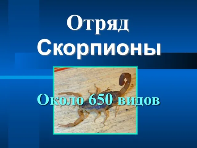 Скорпионы Отряд Около 650 видов