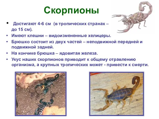 Скорпионы Достигают 4-6 см (в тропических странах – до 15 см).