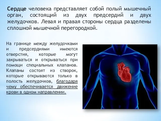 Сердце человека представляет собой полый мышечный орган, состоящий из двух предсердий