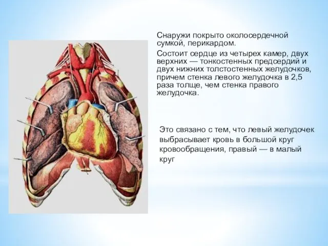 Снаружи покрыто околосердечной сумкой, перикардом. Состоит сердце из четырех камер, двух