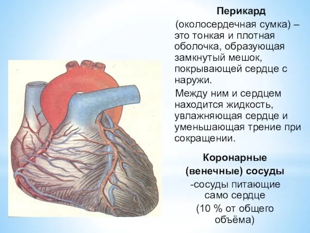 Перикард (околосердечная сумка) – это тонкая и плотная оболочка, образующая замкнутый