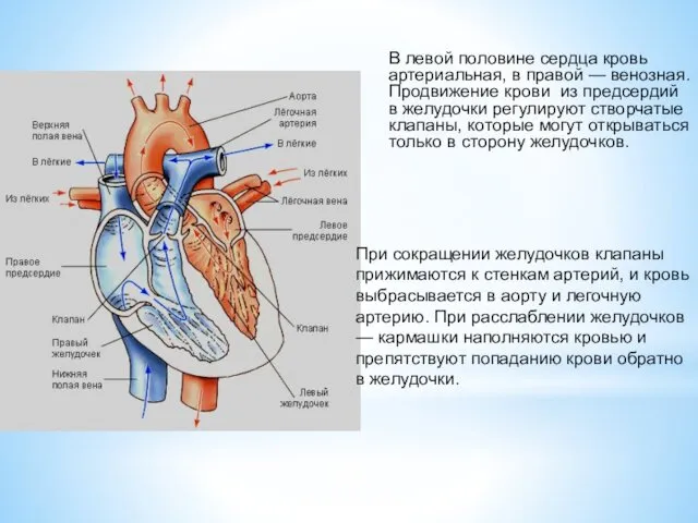 В левой половине сердца кровь артериальная, в правой — венозная. Продвижение