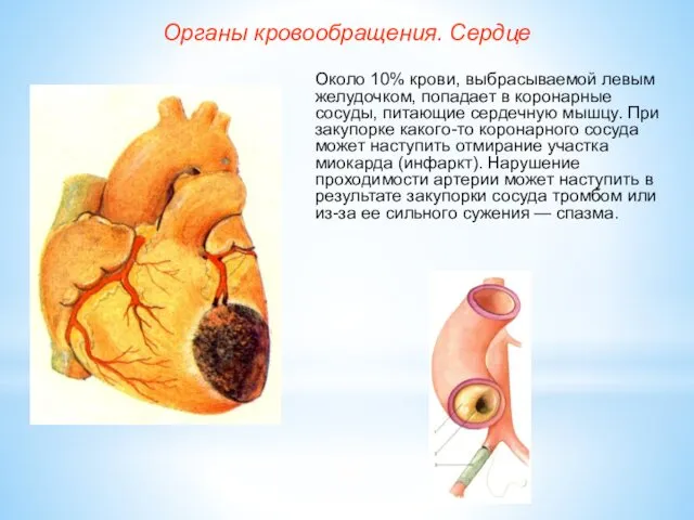 Органы кровообращения. Сердце Около 10% крови, выбрасываемой левым желудочком, попадает в