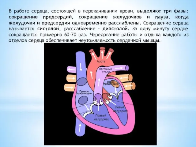 В работе сердца, состоящей в перекачивании крови, выделяют три фазы: сокращение