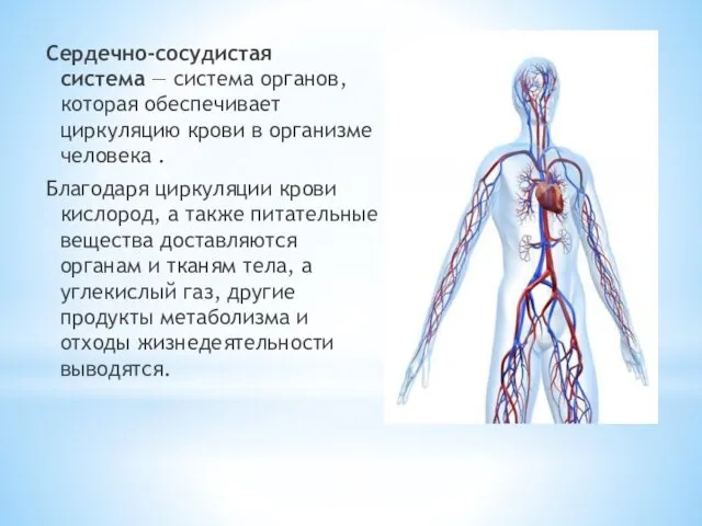 Сердечно-сосудистая система — система органов, которая обеспечивает циркуляцию крови в организме