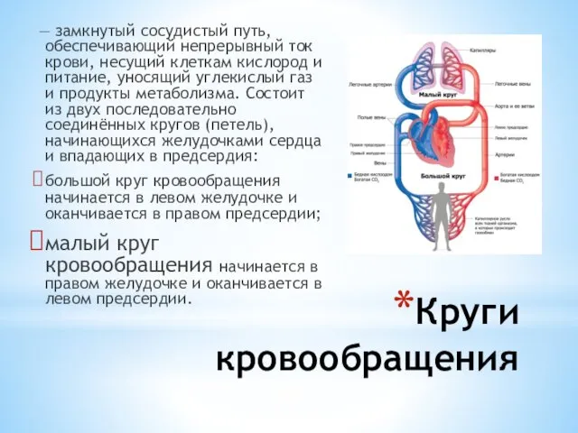 Круги кровообращения — замкнутый сосудистый путь, обеспечивающий непрерывный ток крови, несущий