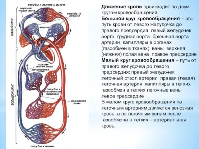 Движение крови происходит по двум кругам кровообращения. Большой круг кровообращения –