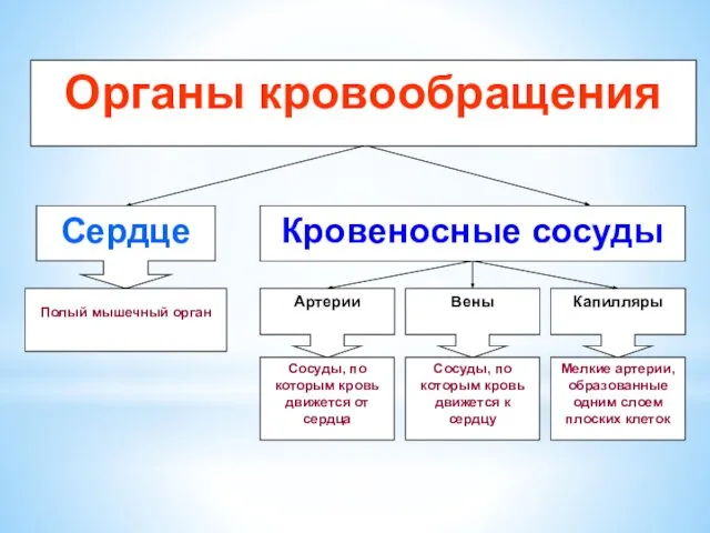 Органы кровообращения Кровеносные сосуды