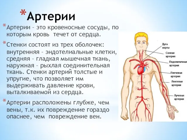 Артерии Артерии – это кровеносные сосуды, по которым кровь течет от