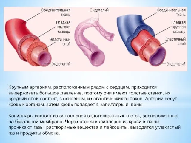 Крупным артериям, расположенным рядом с сердцем, приходится выдерживать большое давление, поэтому