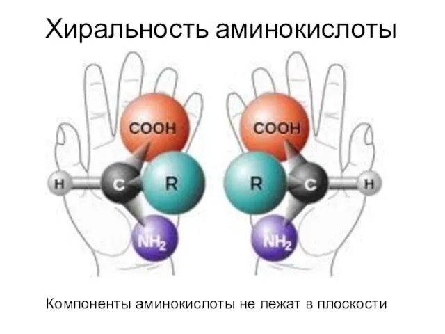 Хиральность аминокислоты Компоненты аминокислоты не лежат в плоскости