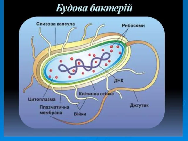 відносяться до прокаріот («доядерним» одноклітинних організмів) немає ядра і більшості інших