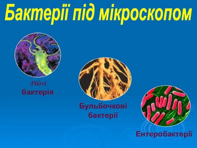 Бактерії під мікроскопом Ентеробактерії Бульбочкові бактерії Pilori бактерія