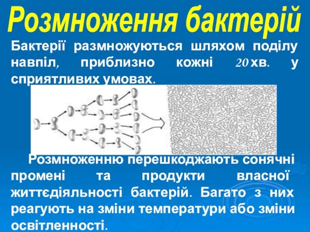 Бактерії размножуються шляхом поділу навпіл, приблизно кожні 20 хв. у сприятливих