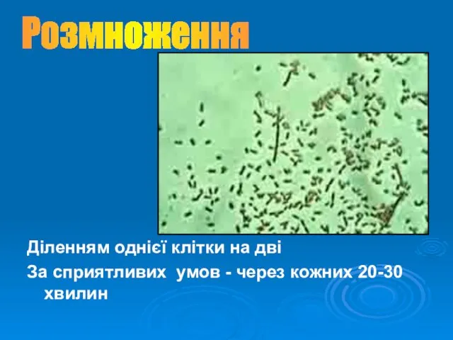 Діленням однієї клітки на дві За сприятливих умов - через кожних 20-30 хвилин Розмноження