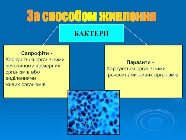 За способом живлення БАКТЕРІЇ Сапрофіти - Харчуються органічними речовинами відмерлих організмів