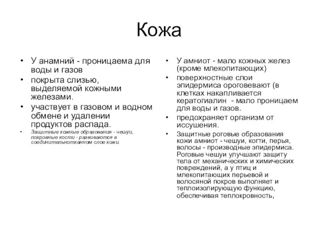 Кожа У анамний - проницаема для воды и газов покрыта слизью,