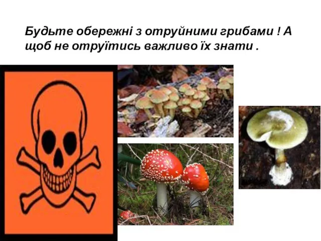 Будьте обережні з отруйними грибами ! А щоб не отруїтись важливо їх знати .